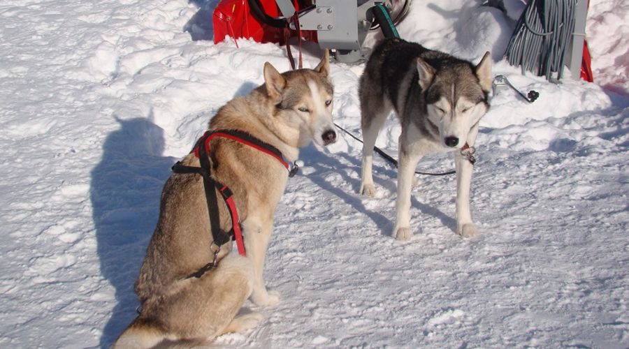 Les Elfes International - Verbier - Kış Kampı- İsviçre