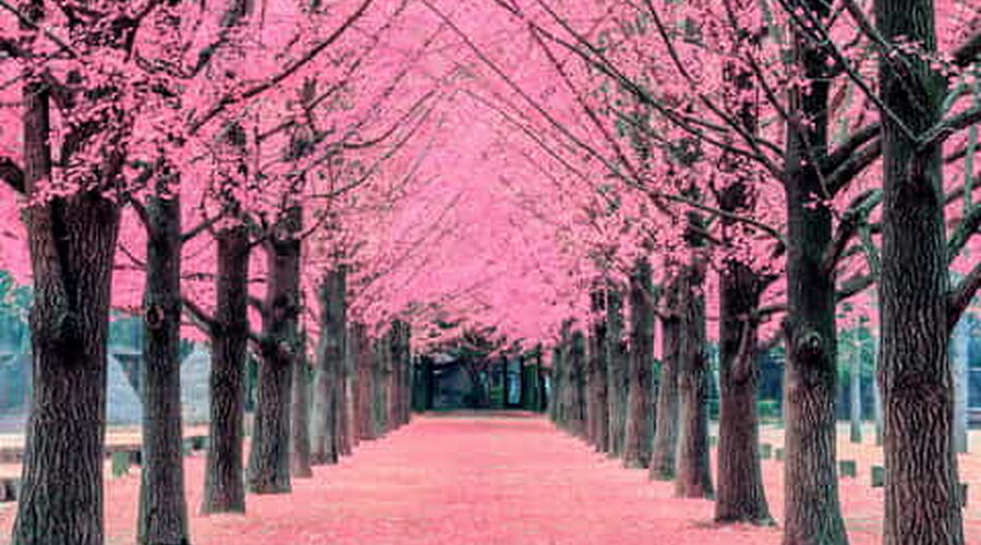 ELEGANT GÜNEY KORE TURU