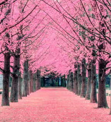 ELEGANT GÜNEY KORE TURU