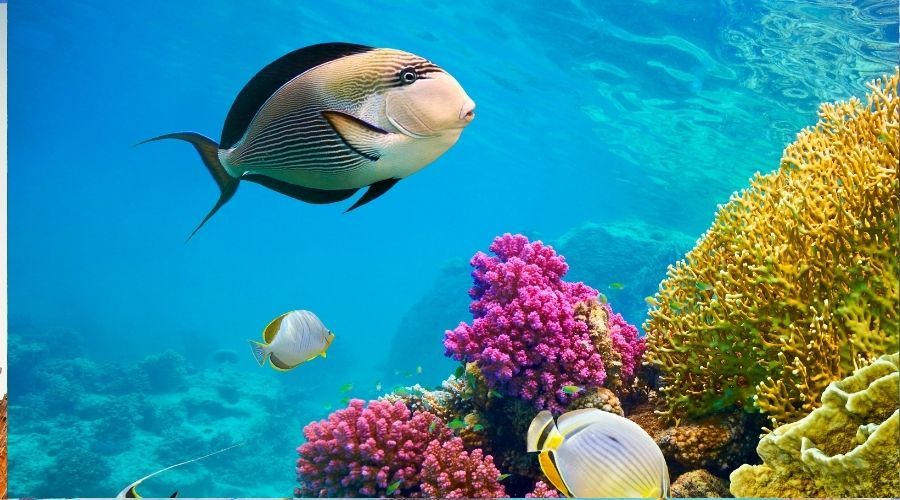Vizesiz - Yılbaşı Özel Sharm El Sheikh Turu