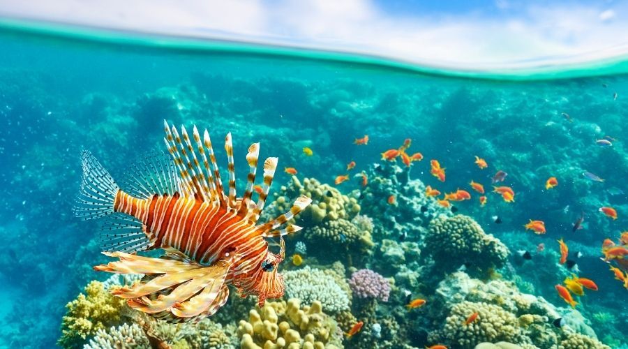 Vizesiz - Yılbaşı Özel Sharm El Sheikh Turu