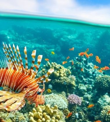 Vizesiz - Yılbaşı Özel Sharm El Sheikh Turu